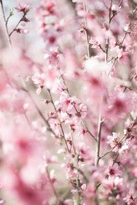 through the peach tree blossoms       